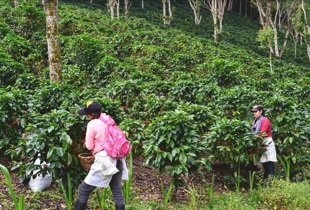 Nicaraguan jinotega estate coffee bean picking