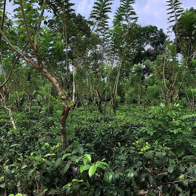 The best decaf coffee in the uk - i love decaf 23 Svg%3e