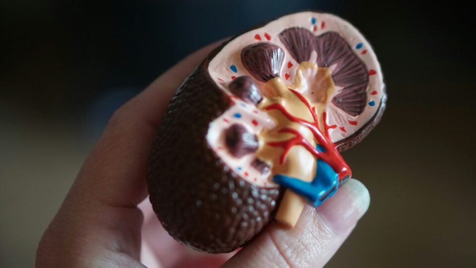 Decaf Coffee’s Effect on the Kidneys: Yes, It Can Help